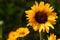 Common Sunflower Helianthus Annuus Flower Yellow