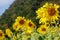 Common sunflower plant or Helianthus annuus flora tree on garden park field in rural countryside of Saraburi for thai people and