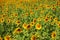 Common sunflower plant or Helianthus annuus flora tree on garden park field in rural countryside of Saraburi for thai people and