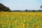 Common sunflower plant or Helianthus annuus flora tree on garden park field in rural countryside of Saraburi for thai people and