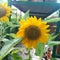 Common sunflower.sunflower origin.Sunflower.