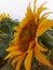 Common sunflower ðŸŒ»