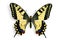 Common Swallowtail (Papilio machaon)