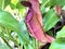 The common swamp pitcher-plant Nepenthes mirabilis, Wunderliche Kannenpflanze