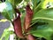 The common swamp pitcher-plant Nepenthes mirabilis, Wunderliche Kannenpflanze