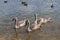 common swans with white plumage and gray children