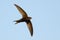 Common Swift