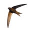 Common Swift