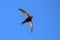 Common Swift Apus apus.