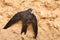 Common swift Apus apus on clay wall