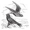 Common Swift or Apus apus vintage engraving