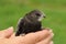 Common swift bird (Apus apus)