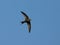 Common Swift, Gierzwaluw, Apus apus