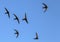 Common Swifts Apus apus.