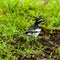 Common Tail Wagger bird, Uganda