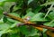 COMMON TAILOR BIRD SITTING ON THE EDGE OF A BRANCH