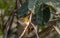 A common tailor bird sitting on tree branch