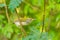 Common Tailorbird