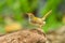 Common Tailorbird