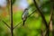 Common tailorbird captured at Galle Sri Lanka.