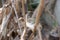 A Common tailorbird had just left the nest and perched on a branch alone.