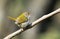 Common Tailorbird Orthotomus Sutorius