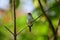 Common tailorbird (Orthotomus sutorius) captured at Galle Sri Lanka.