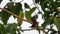 Common Tailorbird Orthotomus sutorius Sitting on Tree Branch.