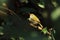 Common tailorbird perching on a tree