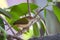 A Common Tailorbird sitting on a branch