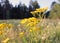 Common tansy is a perennial herb of the Astrovye family of the Tansy genus