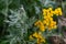 Common tansy is a perennial herbaceous plant of the Asteraceae family or compound flowers. Small yellow flowers on small shrubs