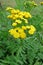 Common Tansy (Tanacetum vulgare)