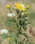 Common Tansy Tanacetum vulgare