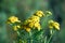 Common tansy Tanacetum vulgare, Chrysanthemum vulgare blooming