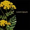 Common tansy watercolor floral medicinal plant background on black Lorem Ipsum art botanical illustration stock vector
