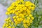 Common Tansy yellow flowers  Common Tansy, Tanacetum vulgare, Bitter Buttons, Cow Bitter, Mugwort, Golden Buttons close up .