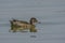 Common Teal Female Anas crecca Or Eurasian Teal Swimming In Water