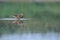 Common Teal reflection