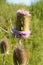 Common Teasel with bottom section of purple flowers