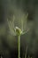 Common Teasel Closeup Showing Spiky Stem and Leaves with Sagebrush in Utah Mountains