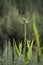 Common Teasel with Spiky Stem and Leaves with Sagebrush in Utah Mountains