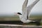 Common tern