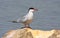 Common tern