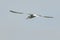 Common tern in aerobatic flight.