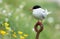 Common Tern or artic tern