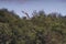 Common tern captured flying high in the sky with its wings wide open against blurred tree leaves