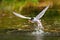 Common tern catching a fish in water in springtime.