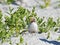 Common Tern Chick on beach