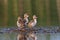 Common tern chick on lake